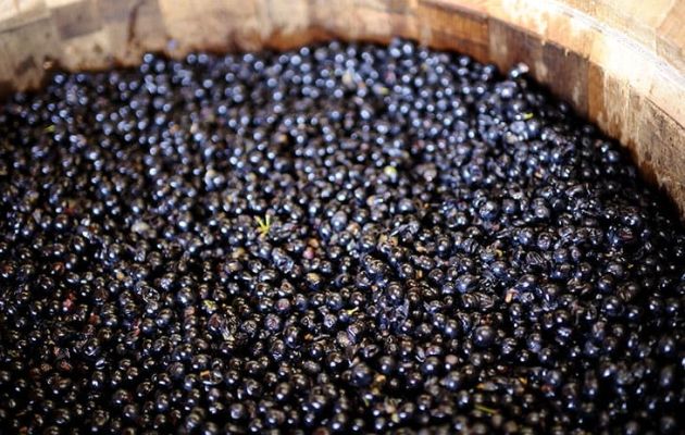 [ Der Wein erklärt ] Was sind Tannine im Wein?