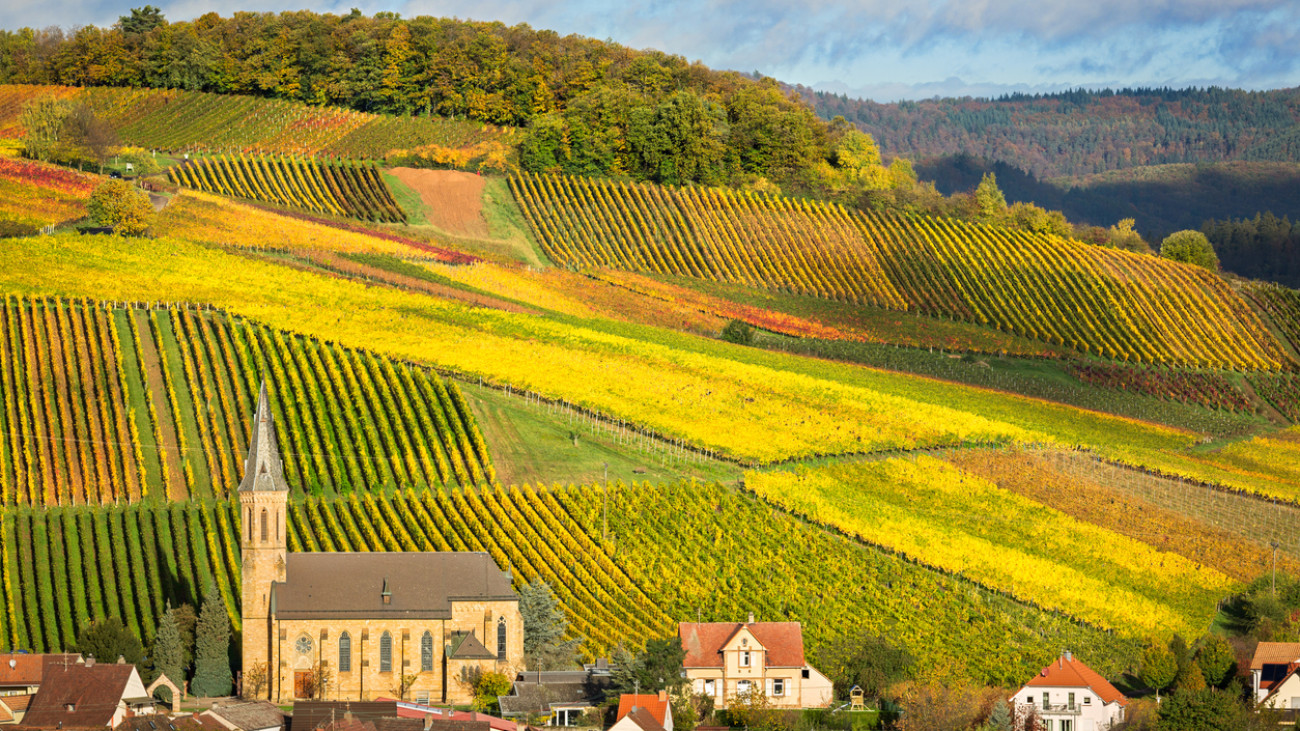 Weinreben in der Pfalz