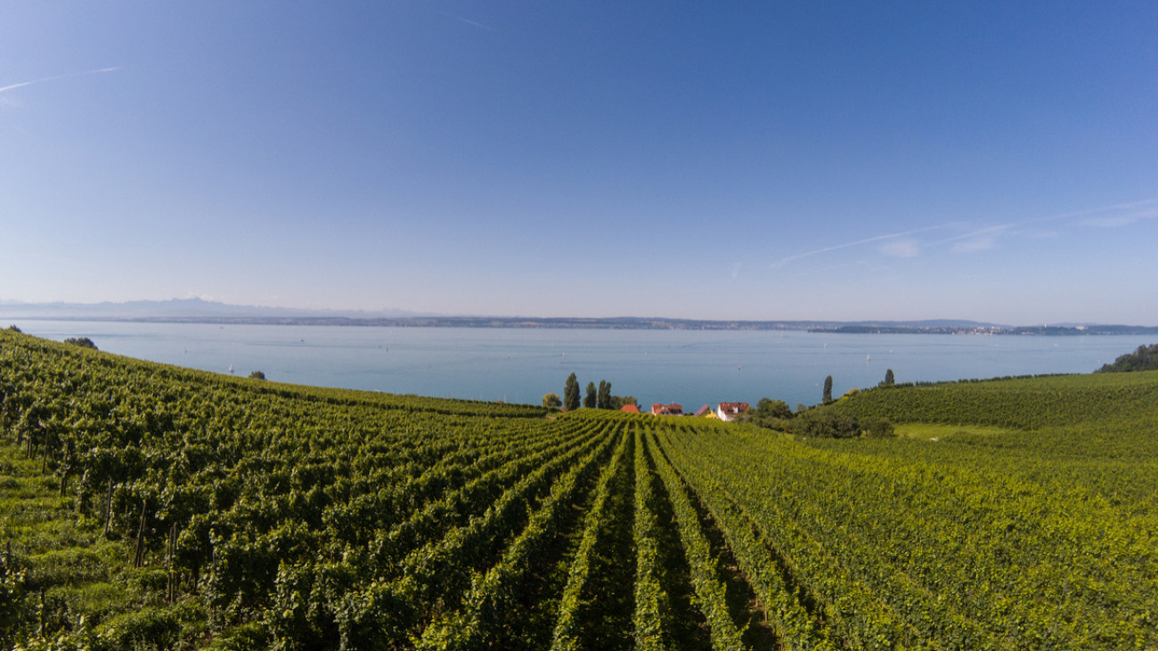 Weinreben am Bodensee