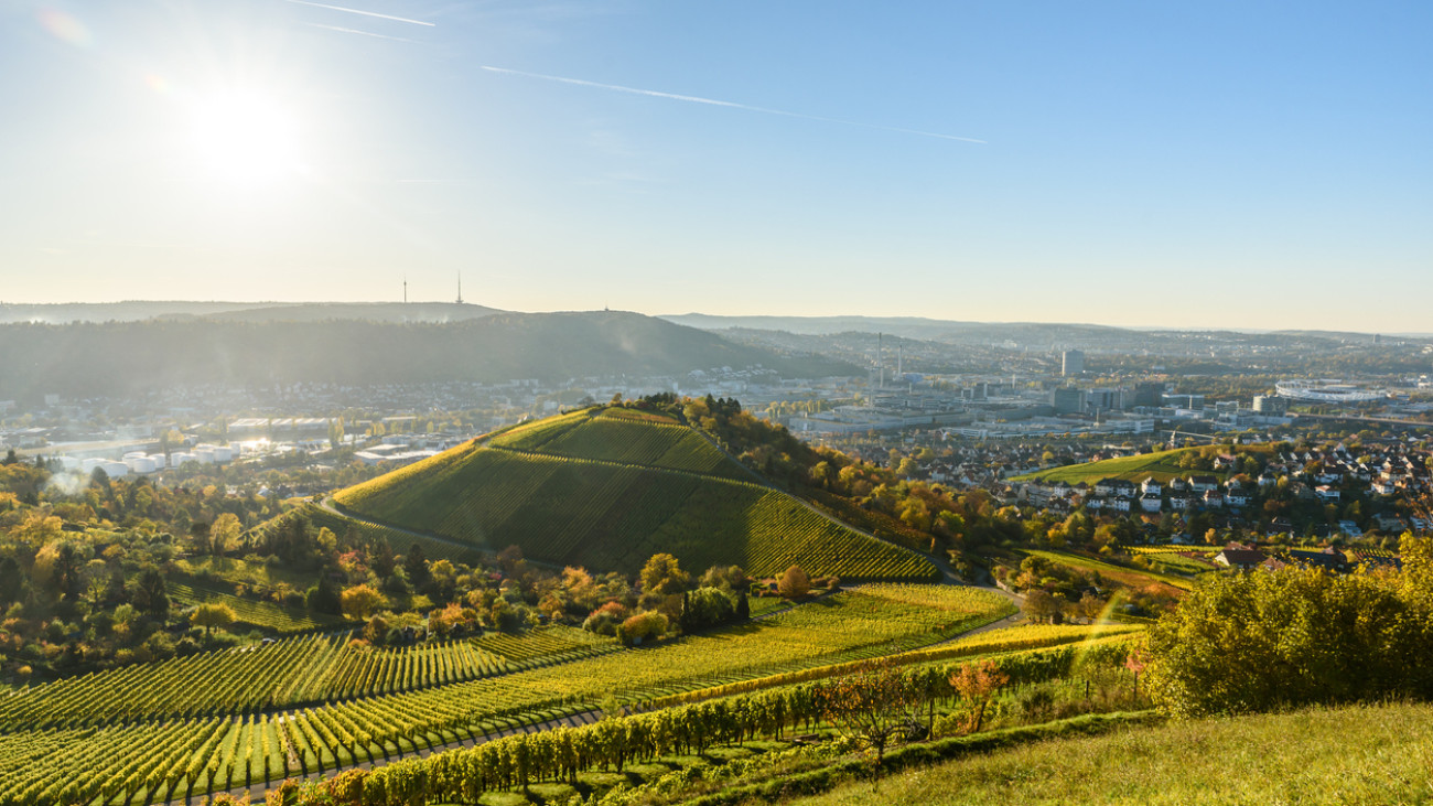 Weinreben in Stuttgart