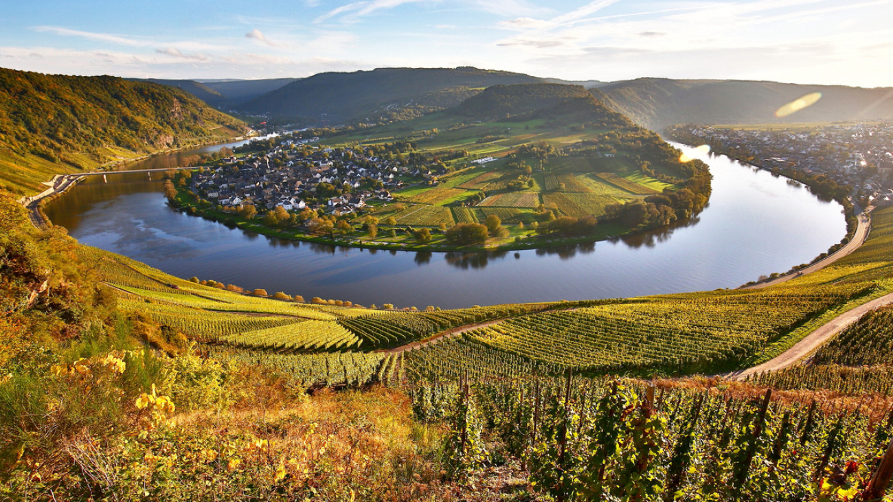 Weinreben in Mosel
