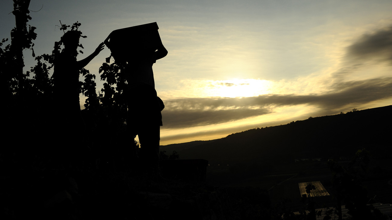 Die Reifung der Weine im Keller vollendet die Arbeit des Winzers und des Bodens, auf dem die Reben gewachsen sind.