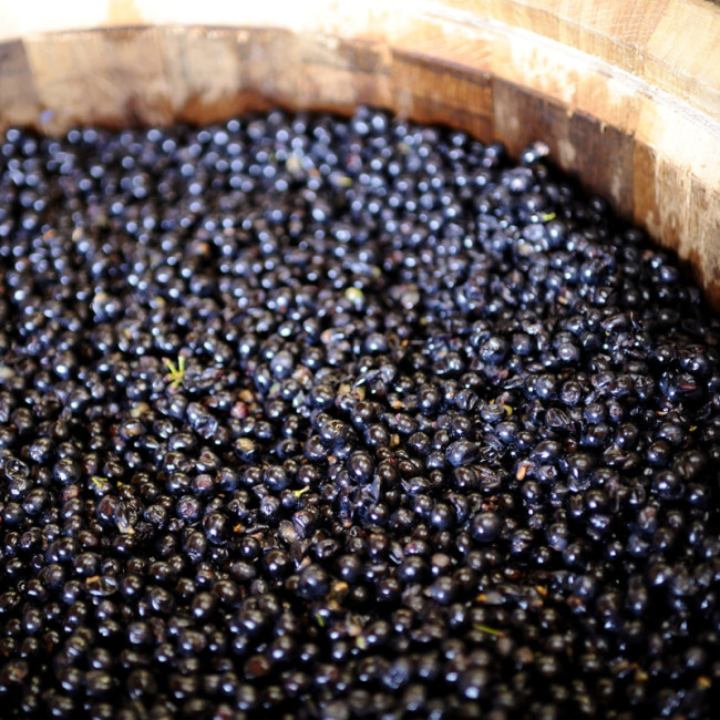 Was sind Tannine im Wein? – EuroCave Blog-Artikel: Alles über Wein