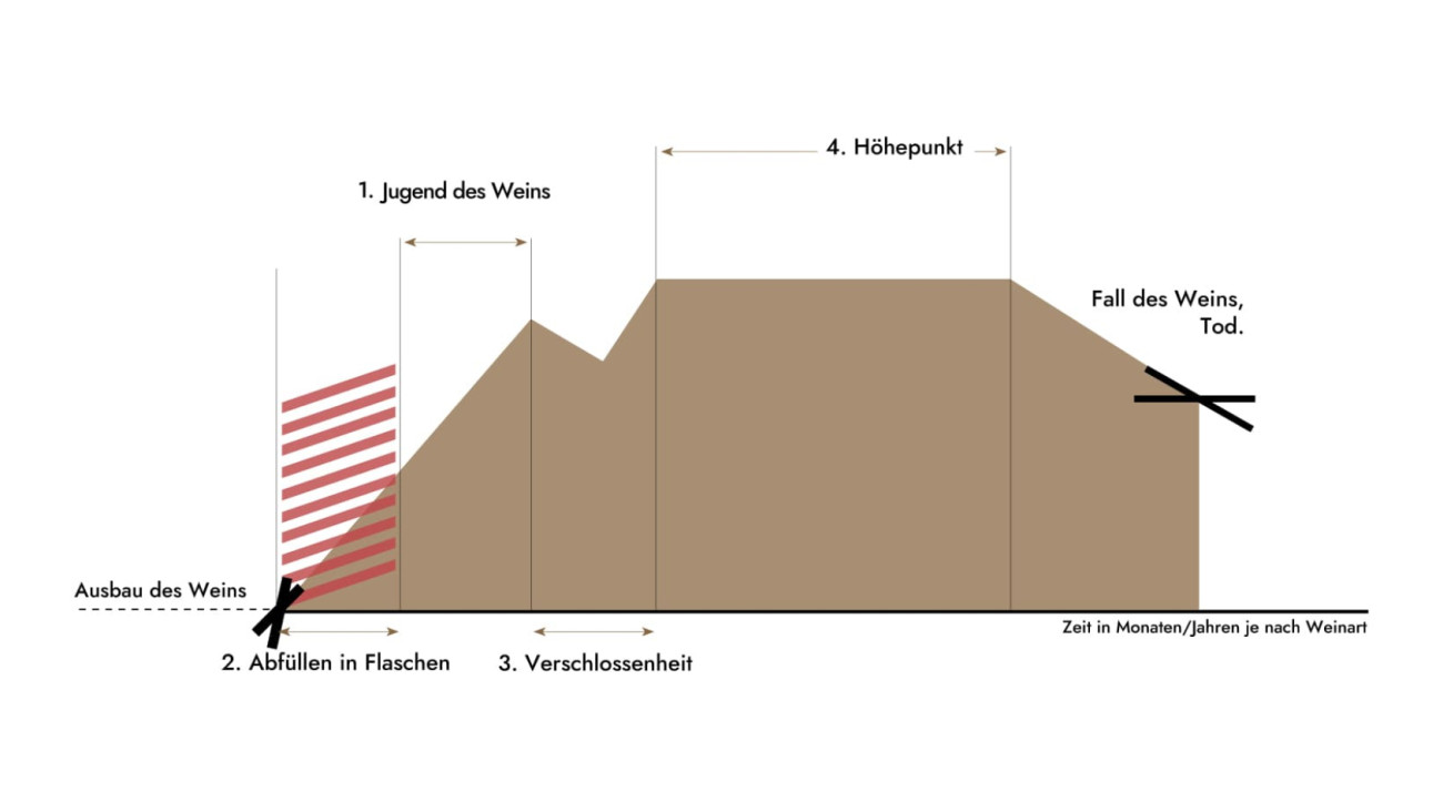 Infografik - Diagramm zur Veranschaulichung des Lebenszyklus des Weins von der Abfüllung bis zu seinem Höhepunkt. EuroCave-Artikel: Alles, was Sie über den Weinausbau wissen müssen.